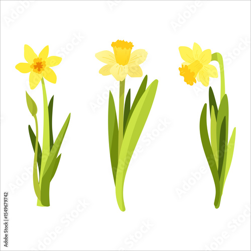 Hand drawn vector set of Yellow and white daffodils flowers Isolated on white background, green leaves and stems, realistic style for cute spring bouquet of narcissus, congratulatory holiday designs