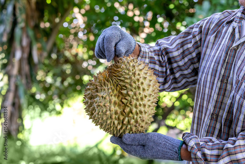 Durian, A farmer holding a fresh durian fruit with gloves in a tropical orchard, Durian farmer holding durian, Agricultural harvest concept with focus on exotic Asian fruit in natural environment