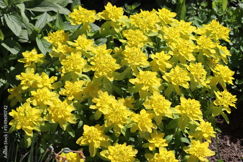Photos Yellow flowers of cushion spurge (Euphorbia epithymoides, syn