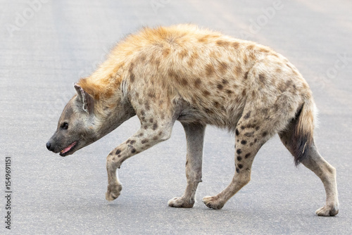 Spotted Hyena or Laughing Hyena (Crocuta crocuta) tracking scent, stalking, side view, Kruger National Park, Mpumalanga, South Africa