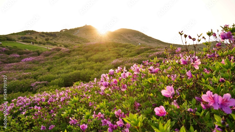 Fototapeta premium Beautifully blooming Hwangmaesan Mountain scenery