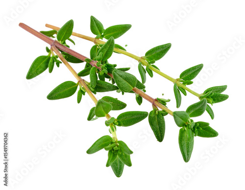 Fresh thyme sprig isolated on white, aromatic herb for culinary use.