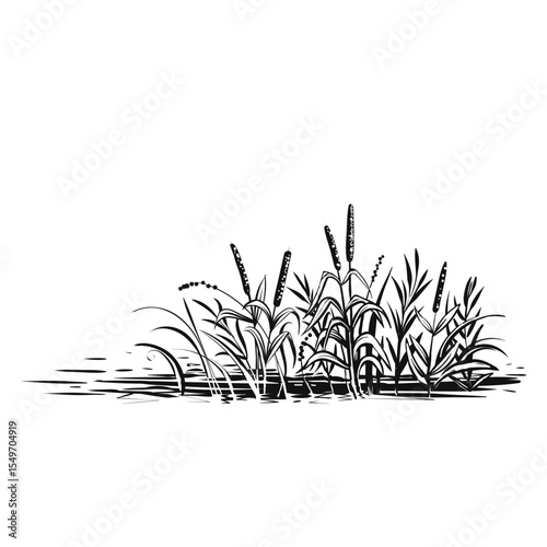 Water plants, reed drawing⁠
