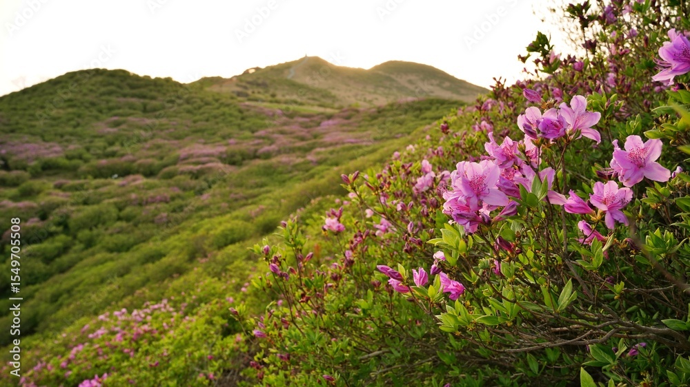 Obraz premium Beautifully blooming Hwangmaesan Mountain scenery