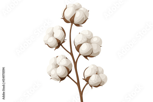 Cotton plant branch with fluffy cotton bolls in a clean and bright setting during daytime