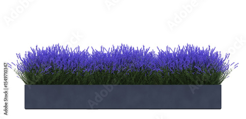 lavender in plants pot on a transparency background