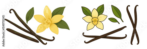 Vanilla flowers and pods arranged artistically on a white background showcasing natural beauty and culinary potential