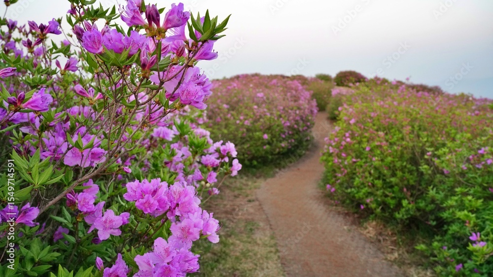 Obraz premium Beautifully blooming Hwangmaesan Mountain scenery