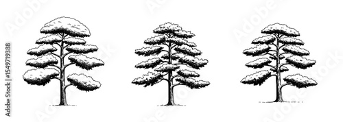 Three distinct, stylized coniferous trees, drawn with detailed foliage.