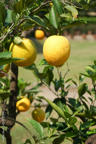 Tuscanian lemons (Citrus limon) growing on a tree in Tuscany, Italy. Lemons have been cultivated throughout Italy for centuries. 