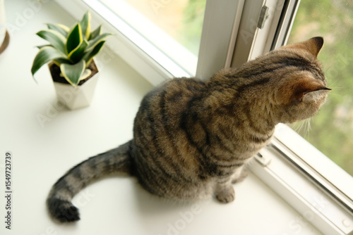 The domestic tabby grey cat sits on the white windowsill and looks out the window. Pet home life.