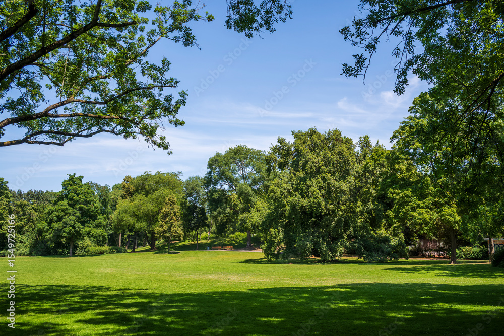 Naklejka premium trees in the park