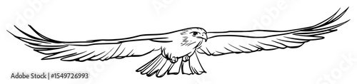 soaring eagle with wings spread in flight – hand drawn vector illustration