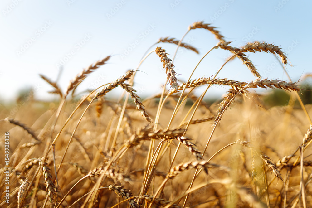 Obraz premium A bright field of ripe wheat against a blue sky at sunset. An agricultural field with a rich harvest of wheat. Golden ears of grain flutter in the wind. Concept of nature and agriculture.