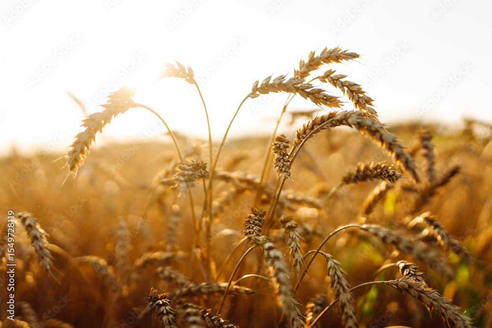 Obraz premium A bright field of ripe wheat against a blue sky at sunset. An agricultural field with a rich harvest of wheat. Golden ears of grain flutter in the wind. Concept of nature and agriculture.