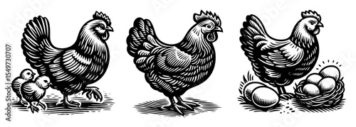 farm hens with chicks and eggs silhouette shape vector
