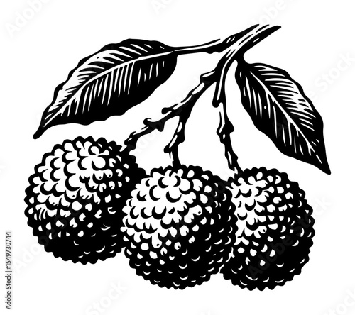 lychee fruit with leaves shape silhouette vector illustration