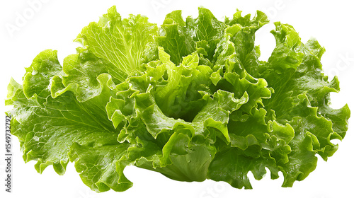  Lettuce lea isolated on a white background