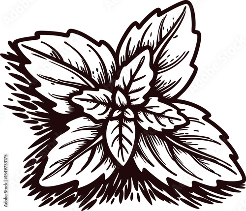 Hand drawn mint leaves illustration in vintage engraved isolated on white background