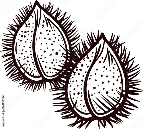 Hand drawn spiky chestnut seeds isolated on white background vintage engraved botanical illustration