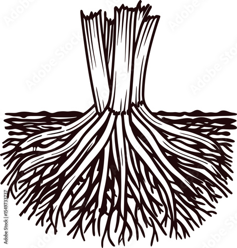 Hand drawn black and white illustration of plant root system with detailed soil and fibrous roots