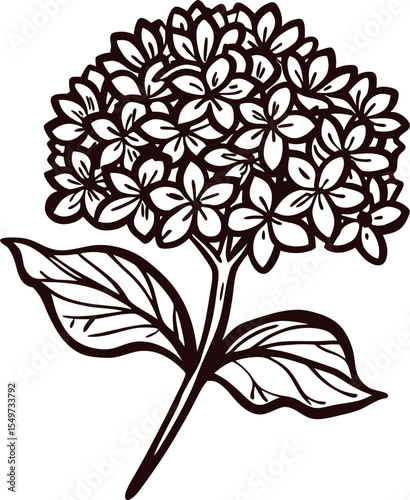Detailed hand drawn hydrangea illustration with blooming flowers and textured leaves on white background