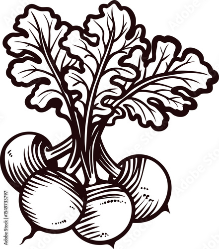 Hand drawn black and white turnip bunch with leaves vintage illustration of root vegetable isolated on white