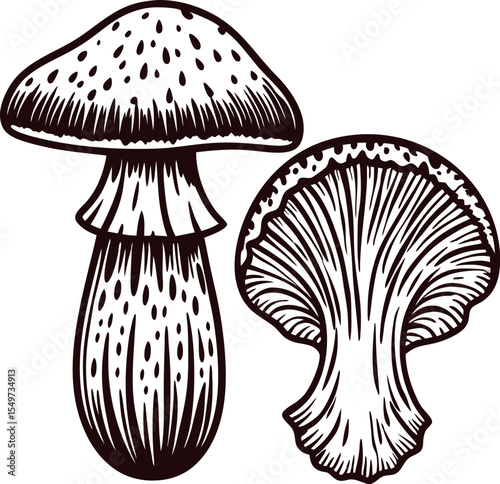 Vintage hand drawn edible mushroom illustration with whole and sliced view, detailed engraved black and white