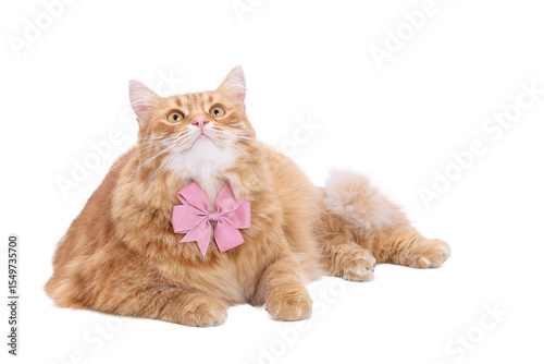Fluffy ginger cat with pink bow tie isolated on transparent background. PNG image of domestic pet in festive accessory for design use.
