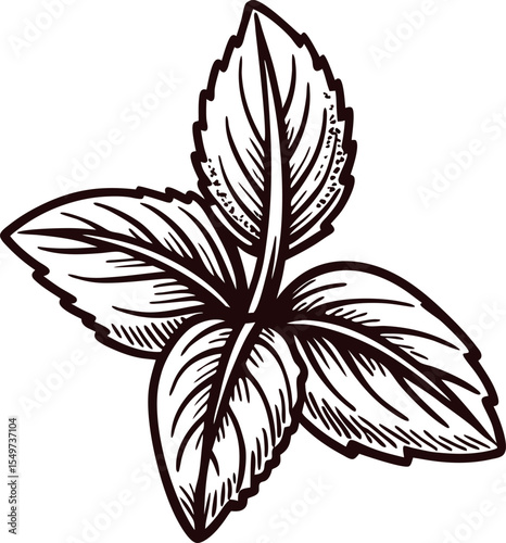 Hand drawn mint leaves illustration in vintage botanical engraving isolated on white background