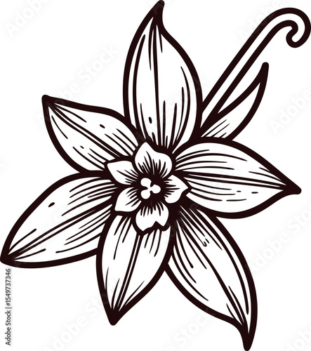 Hand drawn vanilla flower with seed pod detailed botanical sketch illustration in vintage