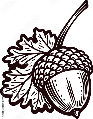 Hand drawn acorn with oak leaf isolated on white vintage botanical engraving illustration