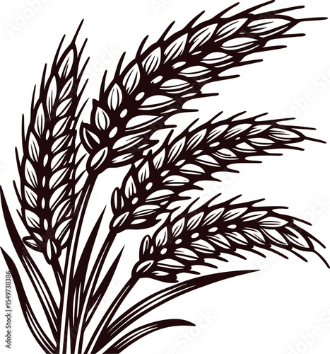 Detailed black and white wheat ear illustration with four grain heads and long awns in vintage engraving