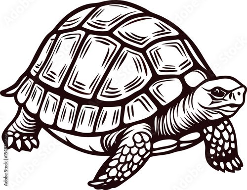 Detailed hand drawn illustration of a tortoise walking vintage engraving on white background