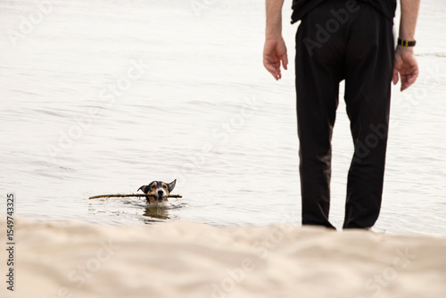 A dog swims in the sea, pulling a stick toward a man in black. They play together, tugging the stick joyfully on the sunny beach.