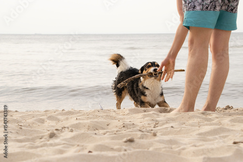 A playful dog grabs a stick from a person wearing bright clothes and blue shorts. They enjoy a fun moment together on the beach by the sea.