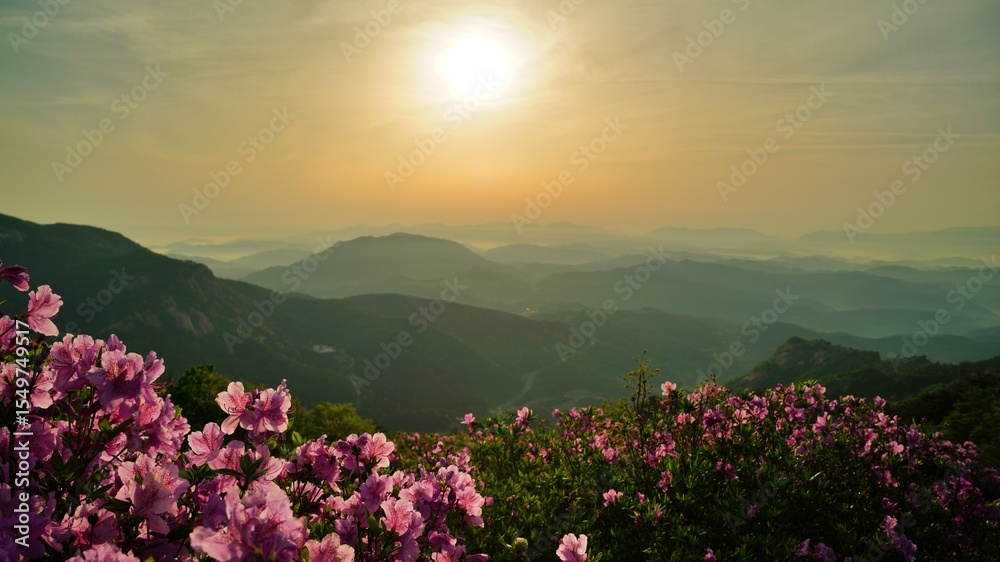 Obraz premium Beautifully blooming Hwangmaesan Mountain scenery