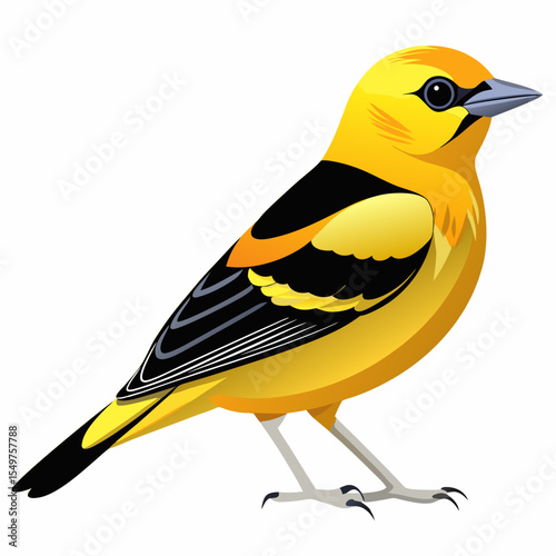 Northwestern American Goldfinch Vector Illustration – Subtle Plumage Songbird with Black Cap