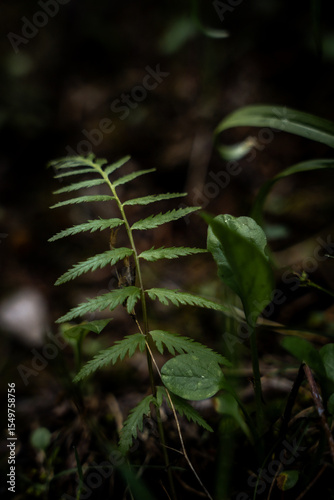 symmetrical foliage in the forest