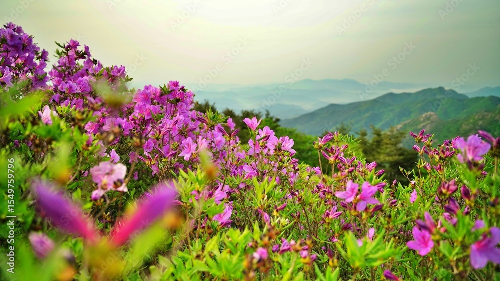 Beautifully blooming Hwangmaesan scenery Beautifully blooming Hwangmaesan scenery