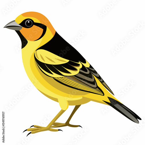 Vector Illustration of Spinus Tristis Salicamans – Willow Goldfinch in Side View