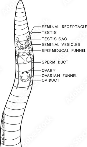 Coloring page with scheme of reproductive system of earthworm for biology lesson