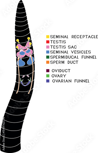 Scheme of reproductive system of earthworm for biology lesson
