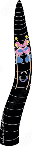 Scheme of reproductive system of earthworm for biology lesson