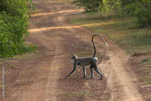langurs on the road, sacred monkeys of sri lanka