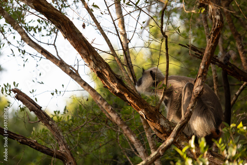 langur, sacred monkeys of sri lanka