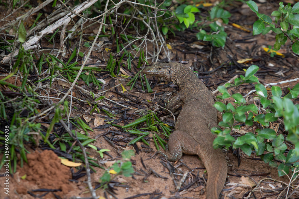 Fototapeta premium monitor lizard digs sand in search of food