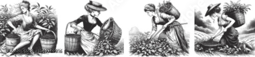 Halftone stipple dotted vector bundle design of woman harvesting tea leaves in nature black color, detailed dotted effect illustration, natural harvest scene, organic farming vector art
