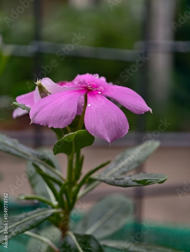 pink flower in the garden