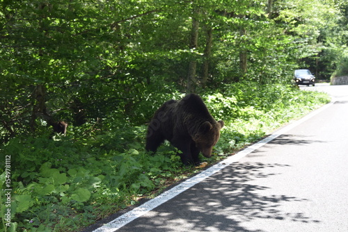 Large Bear on Side of Road in Nature